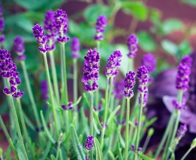 lavanda