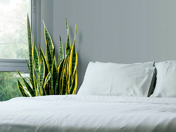 sansevieria