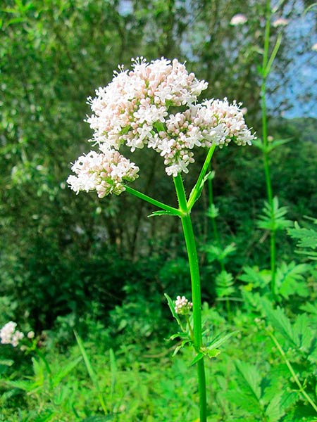 valeriana