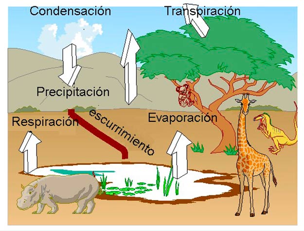 el ciclo del agua para colorear