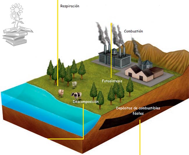 conexion ciclo del oxigeno y del carbono