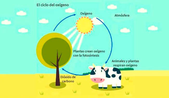 ciclo del oxigeno pdf o ciclo del oxigeno dibujo