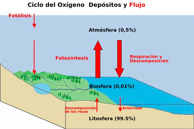 Ciclo del oxígeno importancia