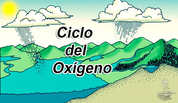 ▷ Explicación del Ciclo del Oxígeno: importancia y etapas o pasos 💨 ✔️