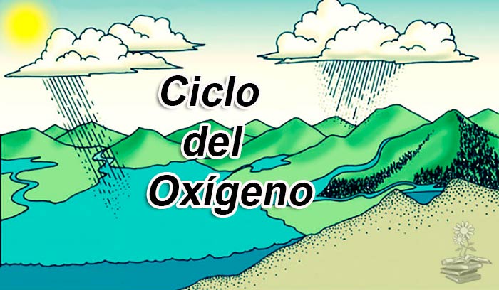 ciclo del oxigeno portada