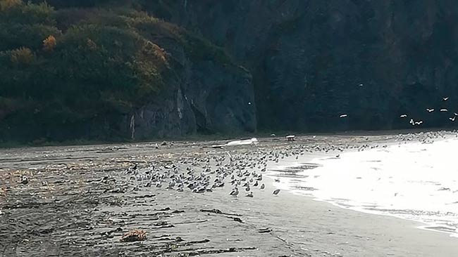 desastre ambiental en Kamchatka Rusia