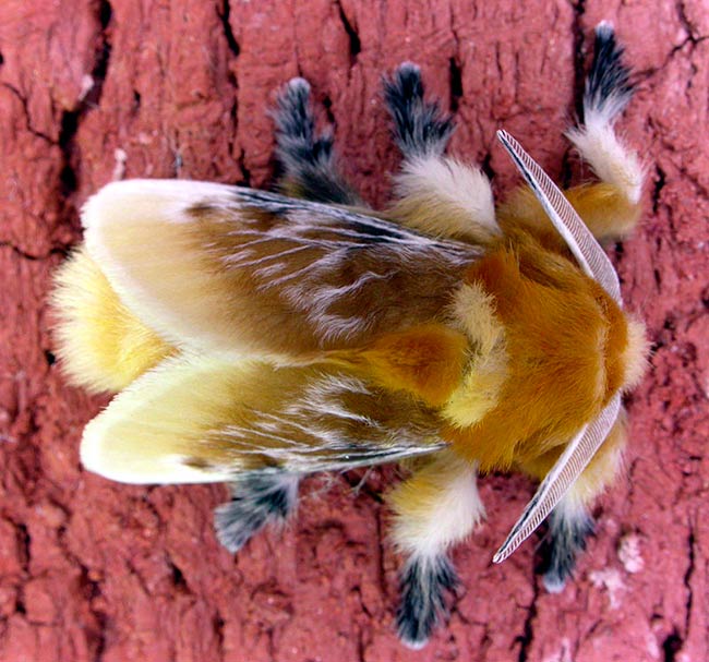 polilla oruga de gato venenosa