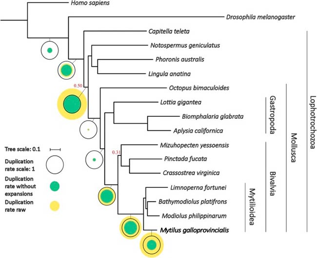 genoma del mejillon dendrograma filogenetico