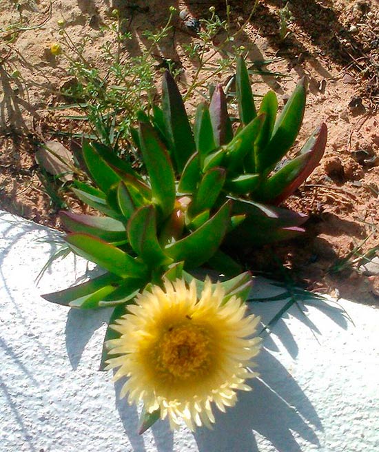 Carpobrotus edulis Sudafrica