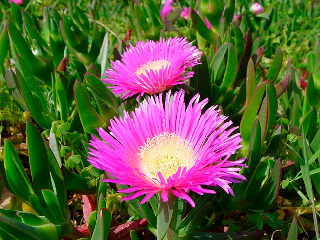 Carpobrotus edulis flores rosas