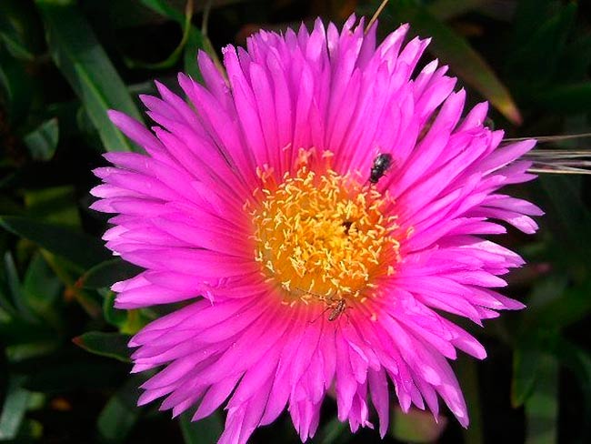 invertebrados en Carpobrotus edulis