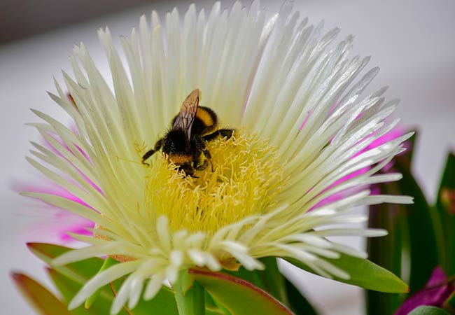 abejorro en carpobrotus edulis amarillo claro