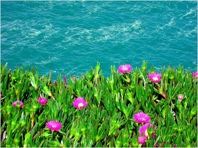 carpobrotus edulis y distancia al mar