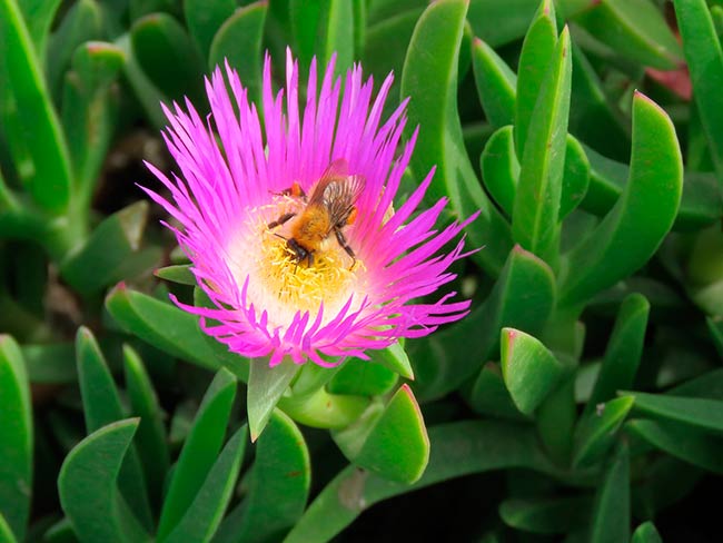 invertebrado en carpobrotus edulis