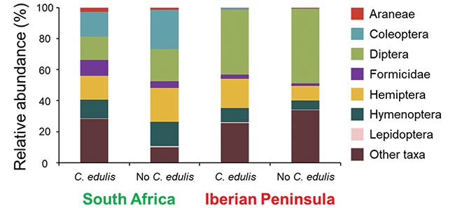 diversidad de invertebrados en Carpobrotus edulis resultado muestreo