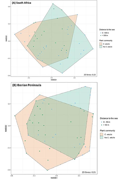 diversidad beta de invertebrados en C. edulis