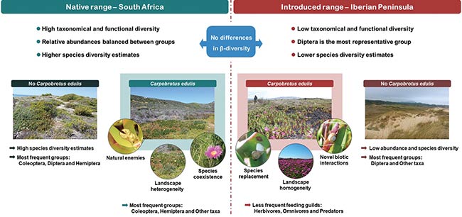 resumen conclusiones comparativa diversidad invertebrados en carpobrotus edulis