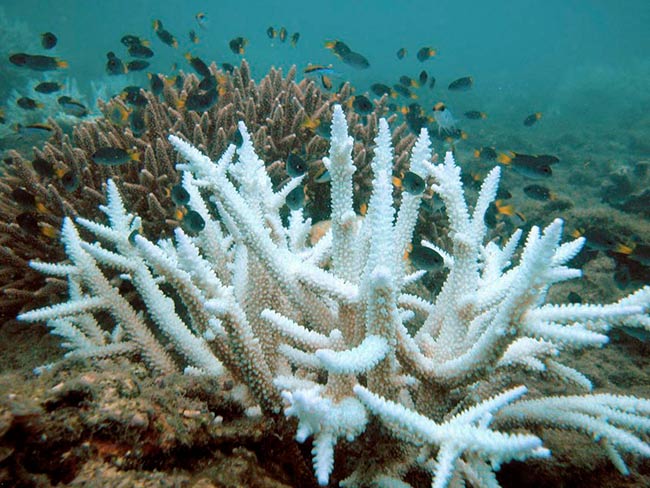 blanqueamiento coral Características del ciclo del carbono