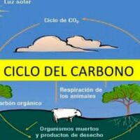 ciclo del carbono portada