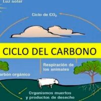 ciclo del carbono portada