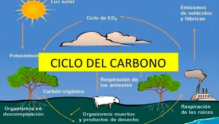 ciclo del carbono portada