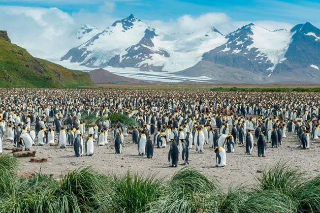 pingüinos rey Georgia del Sur