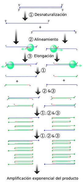 ciclo PCR pasos o etapas