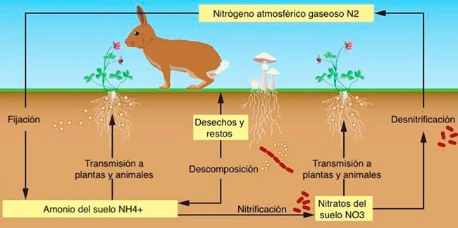 Ciclo del nitrógeno esquema