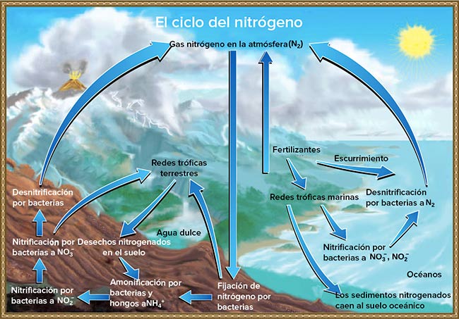 ciclo biogeoquimico del nitrogeno explicacion dibujo