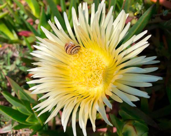 carpobrotus edulis amarilla con caracol