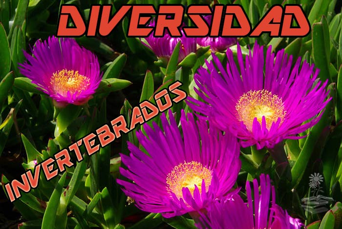 diversidad de invertebrados en Carpobrotus edulis nativo e invasor Portada