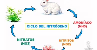 ciclo del nitrogeno portada