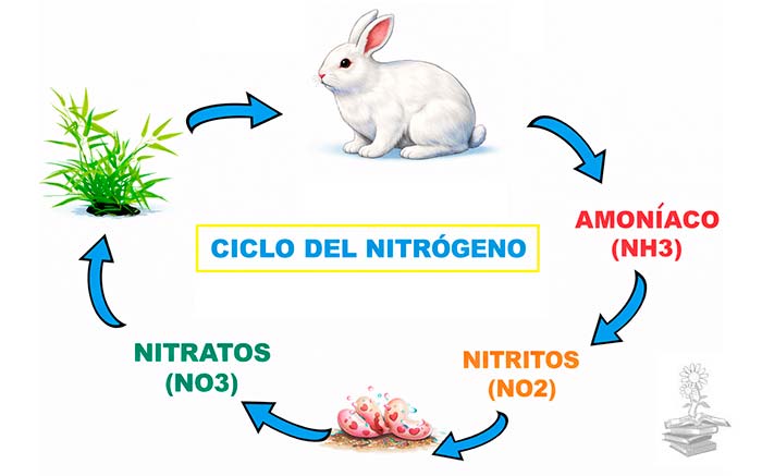 ciclo del nitrogeno portada