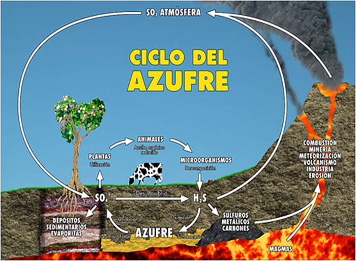 ciclo del azufre portada