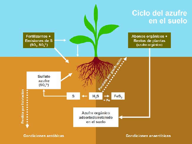 ciclo del azufre en el suelo