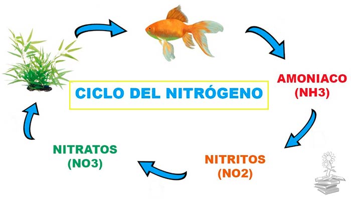 ciclo del nitrogeno portada