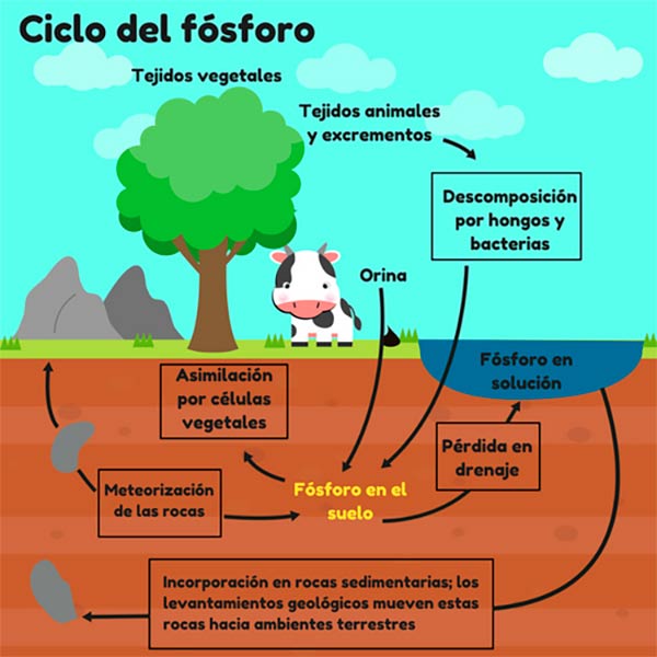 imagenes del ciclo del fosforo para niños