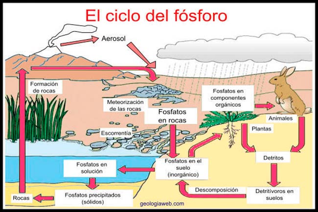 esquema ciclo del fosforo y azufre etapas