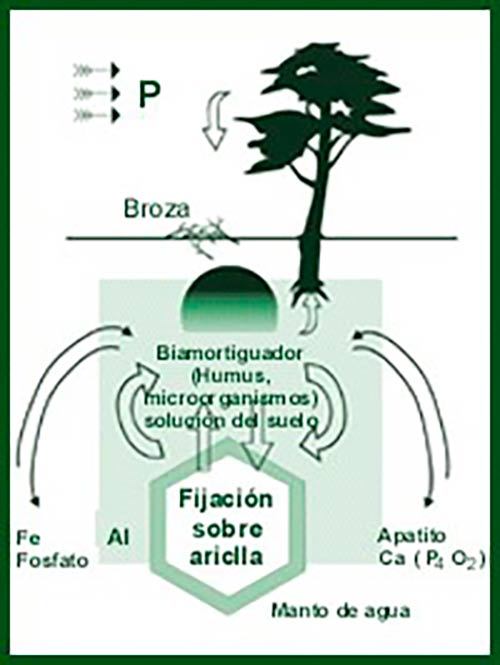 ciclo biogeoquimico del fosforo en el suelo