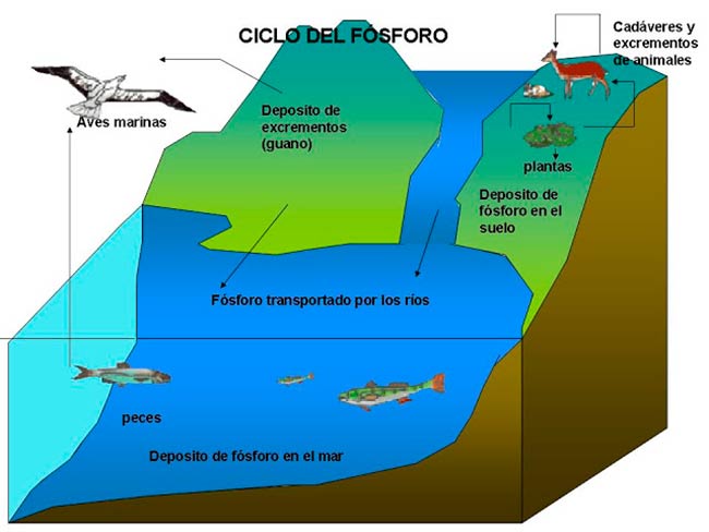 ciclo del fosforo marino