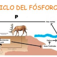 ciclo del fosforo portada