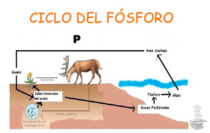 ciclo del fosforo portada