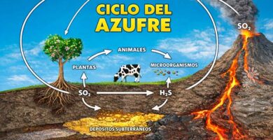 Ciclo del azufre portada