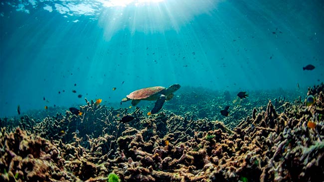 consecuencias acidificacion de los oceanos