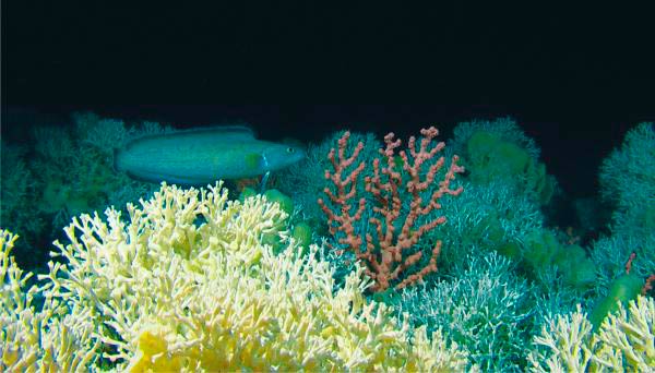 blanqueamiento de corales acidificacion del mar