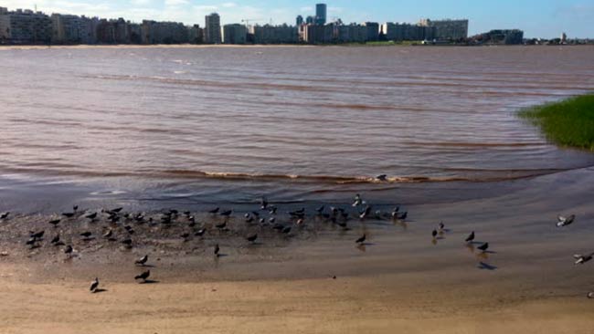 plastisfera estuario rio de la plata