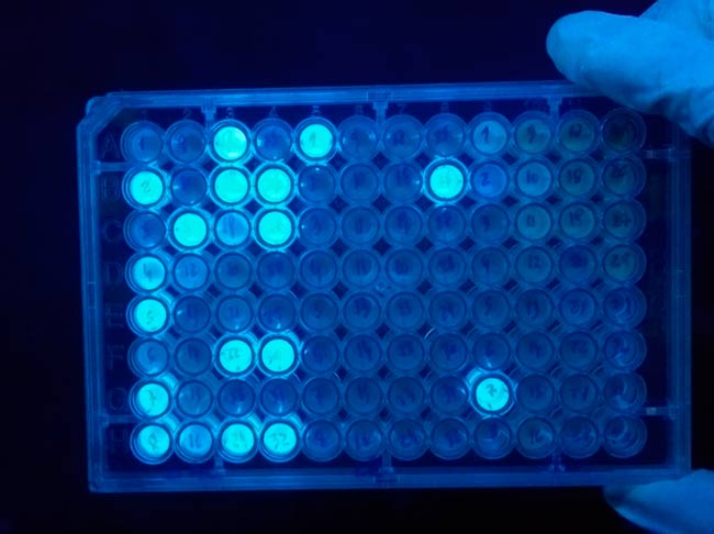 muestras bacterias biofilm con tincion ultravioleta