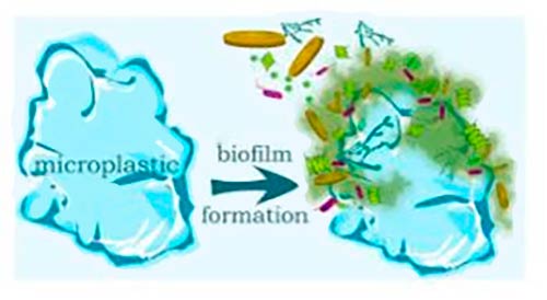 formacion biofilm en microplastico