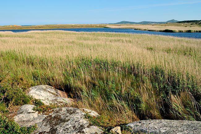 vegetacion dunas de corrubedo