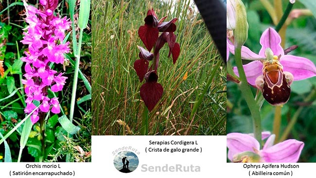 orquideas parque natural corrubedo